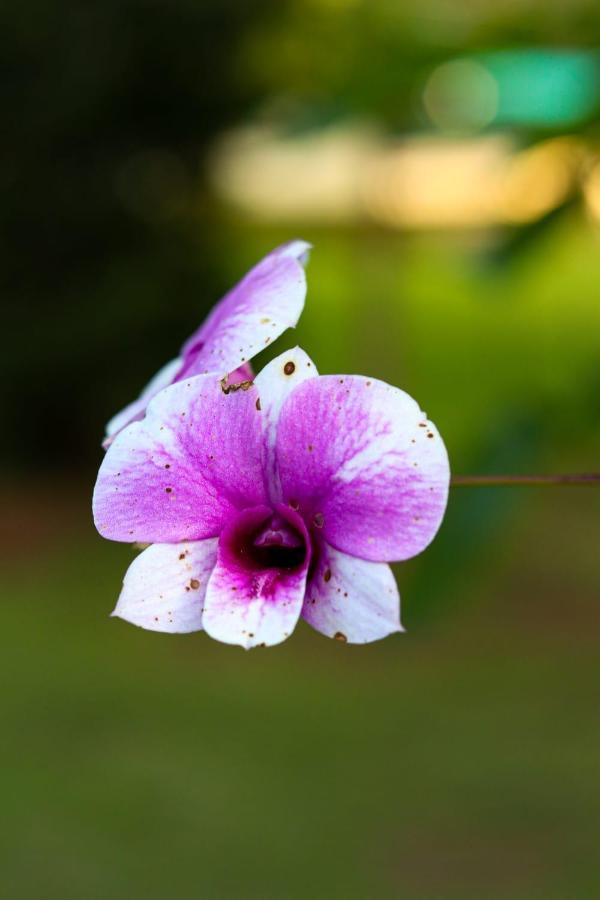 Recanto Dos Beija Flores, Chale Bougainville Monte Alegre do Sul Exterior foto